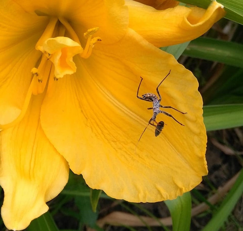 Bright Yellow Day Lily beautiful summer daylily flower tuber Etsy