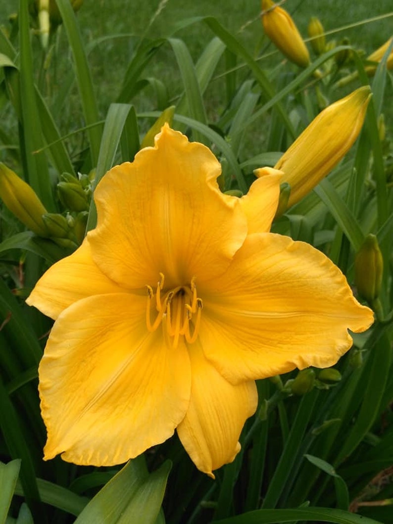 Bright Yellow Day Lily beautiful summer daylily flower tuber Etsy