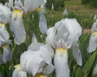 Beautiful 1500 Historic Iris FLORENTINA Palest Blue Heritage Iris