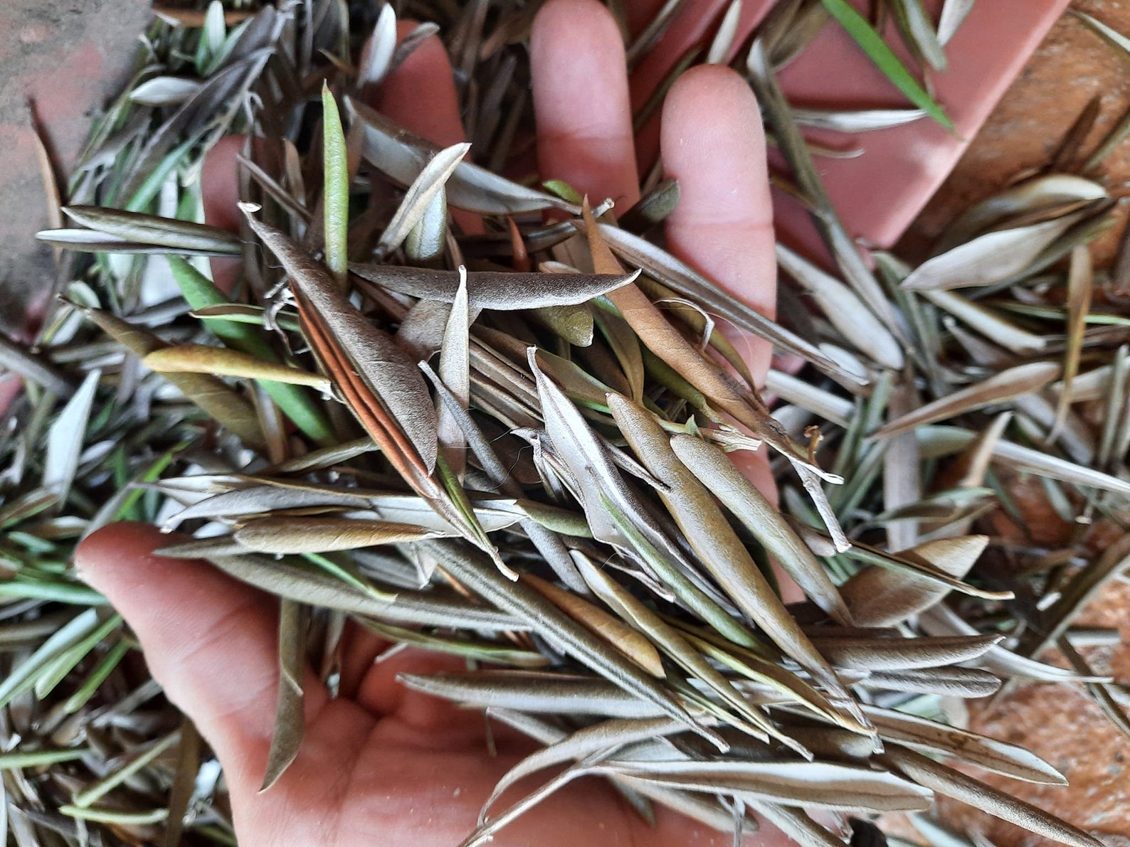 Dried olive leaves Etsy