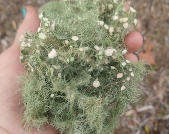May include: A handful of light green, stringy lichen with small, pale, circular growths. The lichen is held in a hand, with a blurred background of dry leaves and earth. The texture of the lichen appears soft and delicate.