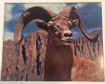Big Horn Ram-sepia
