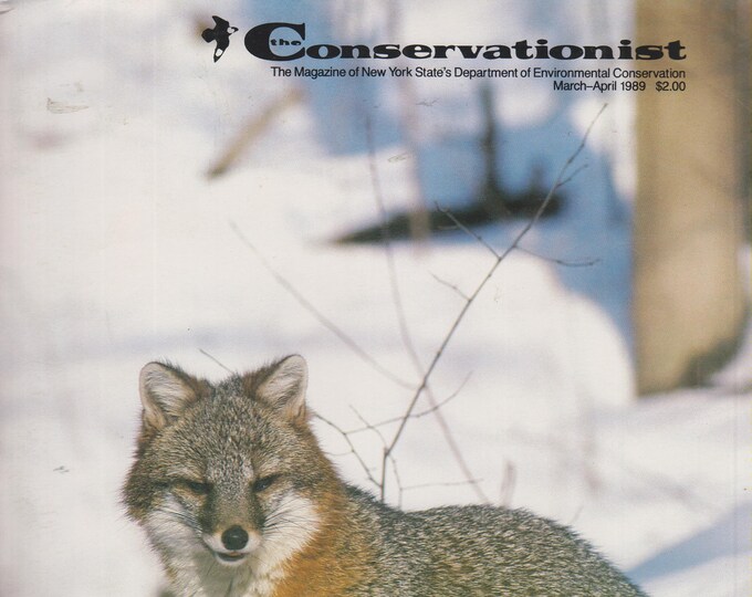 The Conservationist March April 1989 Grey Fox, Sweet Sugar Maple Memories, Waterfowl for Tomorrow (Magazine: Conservation, Nature)