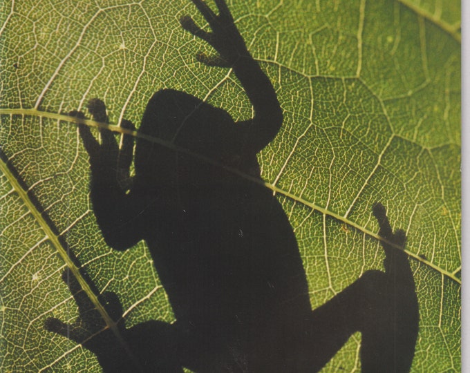 The Conservationist June 2003 Adirondack Coast  Salamanders, Brooklyn Botanical Garden (Magazine: Conservation,  Nature)