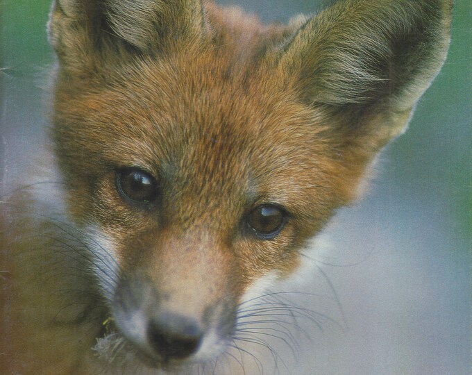 The Conservationist March April  1991 Red Fox; Trouts; Caving;  Tug Hill Plateau  (Magazine: Conservation, Nature, Environment, New York)