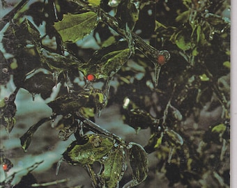 The Conservationist  November December 1978 Last Chance Wildlife, Golden Eagles