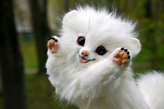 pomeranian white adult