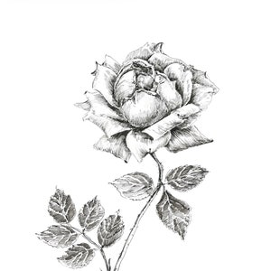 May include: A black and white line drawing of a single rose with leaves and stem.