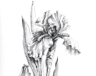 desenho de flor de íris, desenho de íris, esboços de flores, arte de parede de flores, esboços de íris, arte com caneta de íris, ilustração de íris, decoração de íris