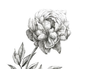Floral drawing peony, botanical art, original ink drawing, flower ink art, peony flower sketch, sketches of flowers, peony blossom, pen ink