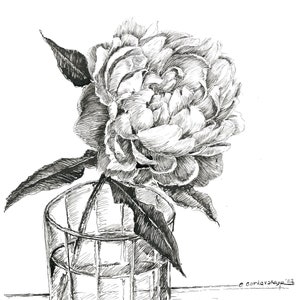 Peony plant ink drawing, peony flower, ink drawing flowers, original ink art, original sketches, ink flower sketch, peony in the glass
