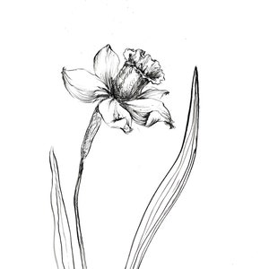 Narcissus Ink Sketch Narcissus Prints Narcissus Flower - Etsy