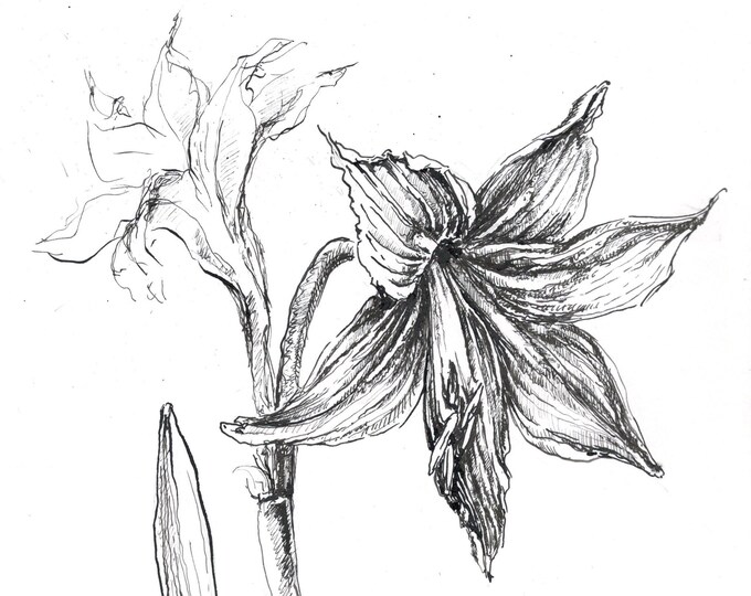 Lily Ink Sketch, Lily Flower Pen Ink, Lily Artwork, Lily Handdrawn