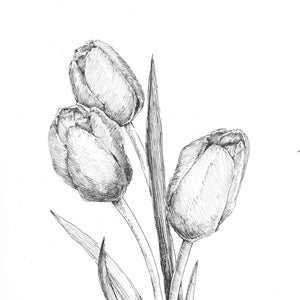 Tulip Pen Sketch, Original Drawing, Pen and Ink, Tulip Drawing, Tulip  Flower, Flower Drawings 