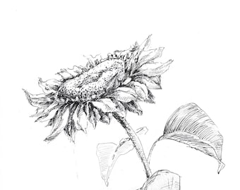 Sunflower sketch, original drawing, sunflower drawing, black and white, rural decor, sunflower illustration, sunflower decor, floral art