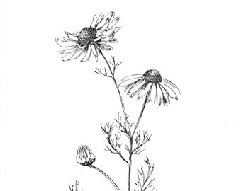 desenho de flor margarida, originais baratos, caneta e tinta, preto e branco