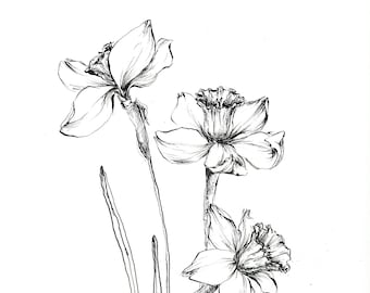 arte de narciso, desenhos de narciso, arte de narciso, flor de narciso narciso, arte de flores, esboço original de flor, narcisos de arte de desenho