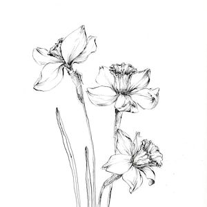 May include: A black and white line drawing of three daffodils with long stems and leaves.