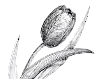 チューリップ の絵 チューリップのペンスケッチ、オリジナルの絵、ペンとインク