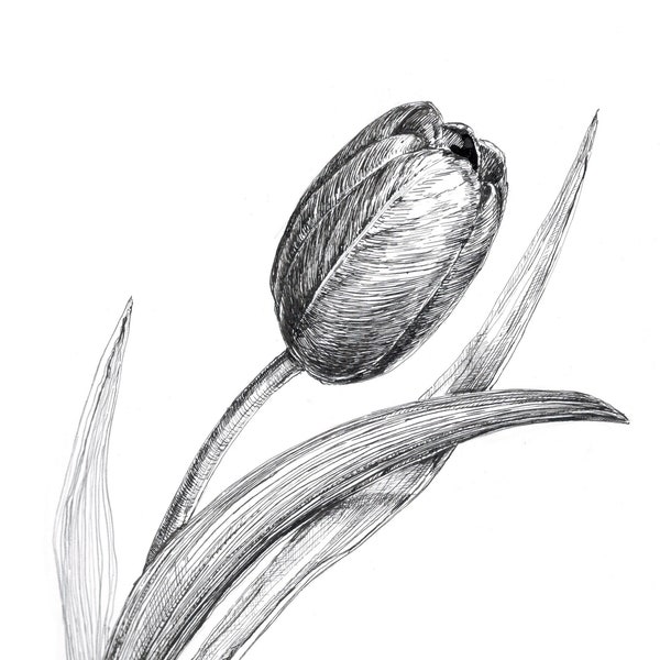 Tulip Drawing - Etsy