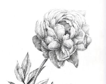 花の絵の牡丹、植物画、オリジナルの水墨画、花の水墨画アート、牡丹の