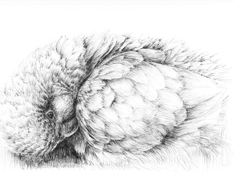 Art De Croquis Noir Et Blanc Doiseaux Affiches Etsy