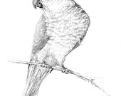 Articles Similaires à Illustration De Perroquet De Quaker