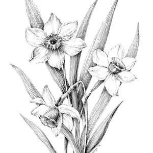 May include: A black and white line drawing of three daffodils with long, thin leaves. The flowers are in bloom and have a delicate, elegant appearance.