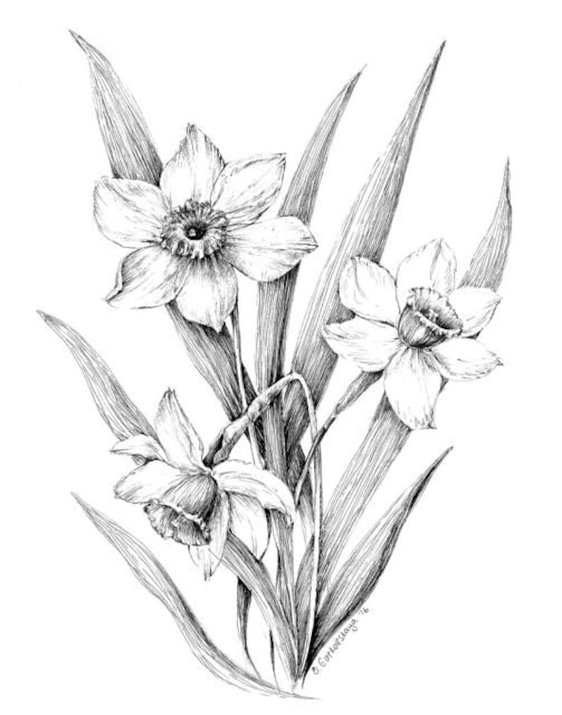 Narcissus Print, Daffodil Drawing, Floral Art, Black and White