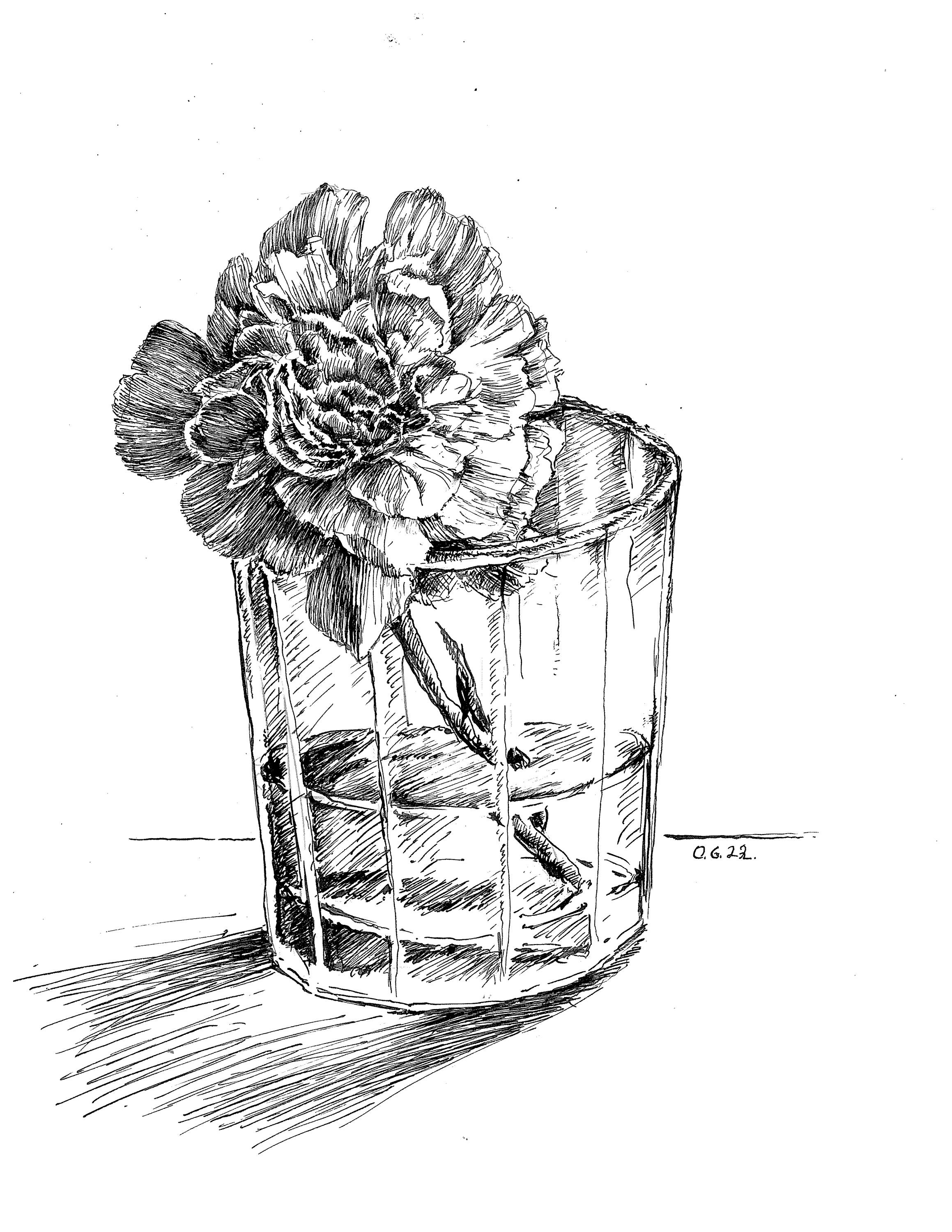 Carnation Drawing by Brenda Hill - Pixels
