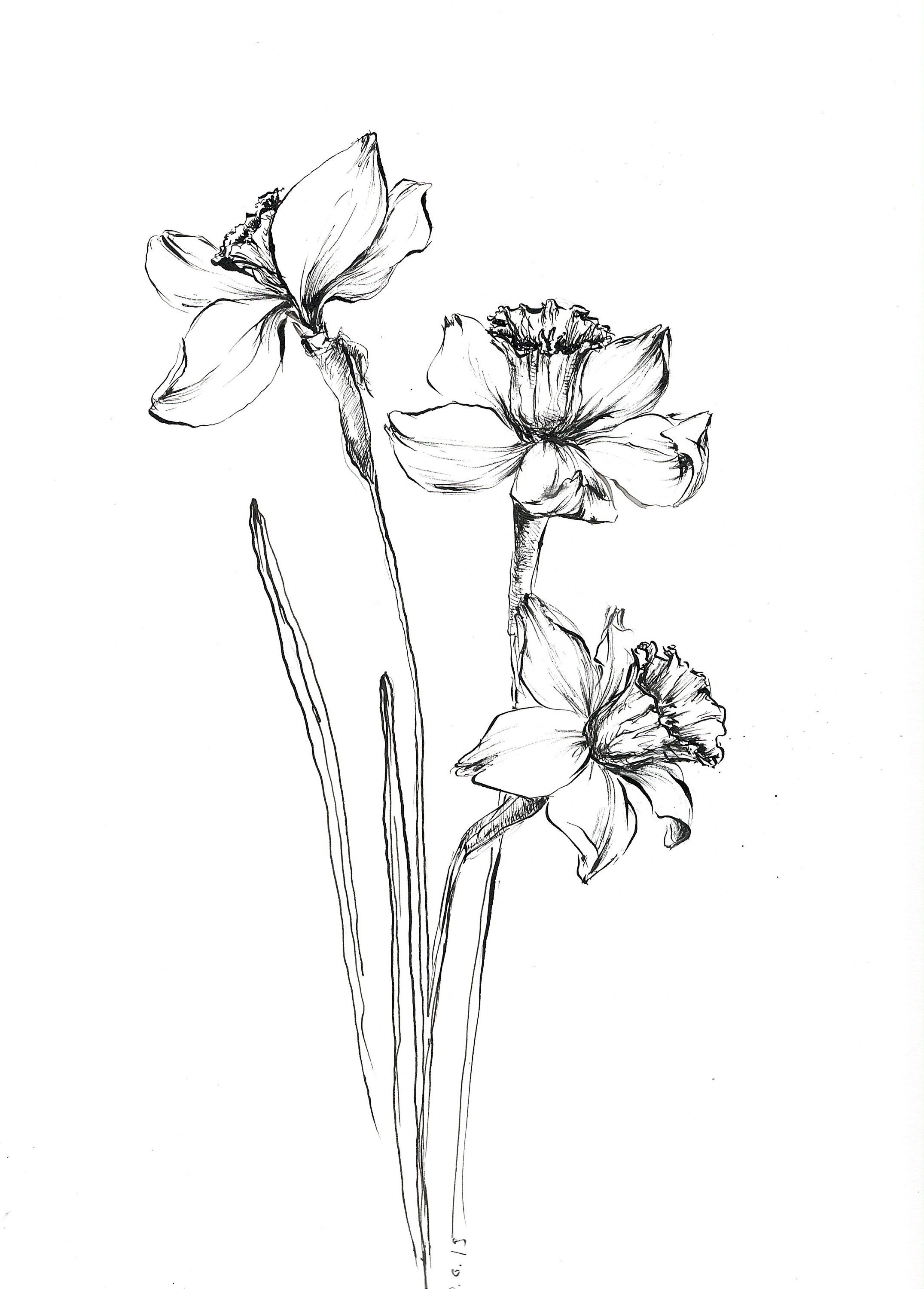Narcissis art daffodil drawings daffodil artwork narcissus Etsy