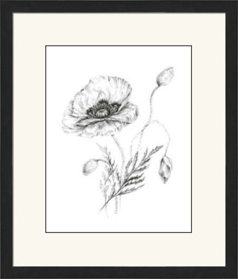 Dessin de pavot estampes botaniques illustrations florales ... Dessin de pavot estampes botaniques illustrations florales ...