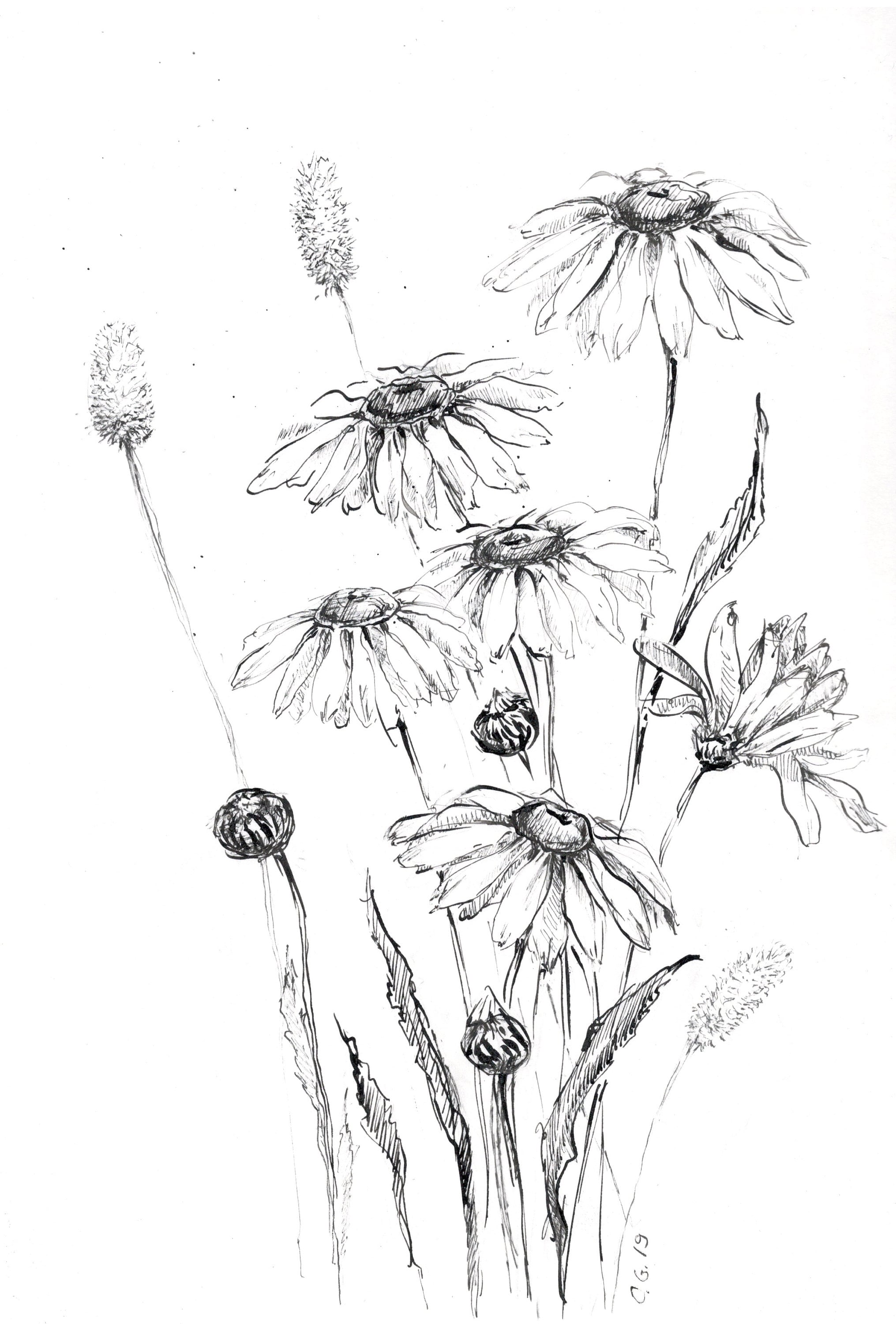 Daisy Art Prints, Drawings of Daisy, Wild Flower Art, Wildflower Daisy