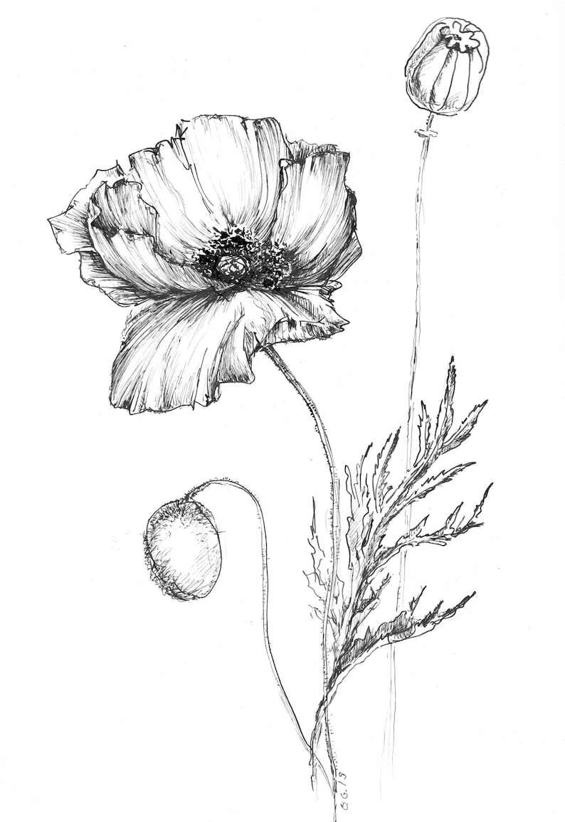 Poppy Drawing, Flower Artwork, Art Print Poppy, Poppy Flower, Prints