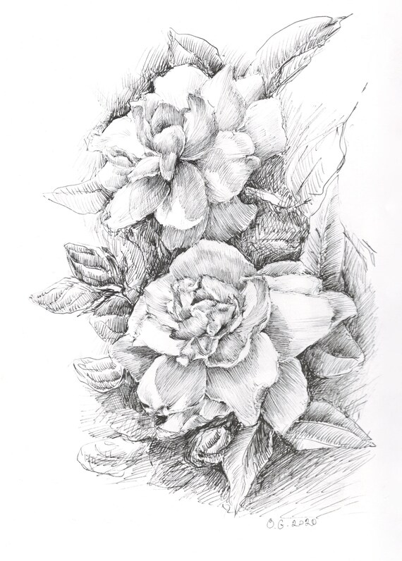 Drawing Of Flower Gardenia Flower Black And White Floral Etsy