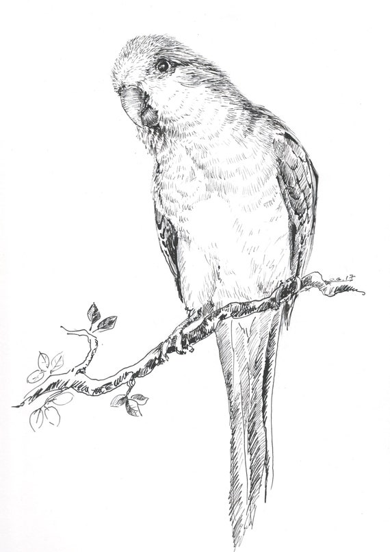 quacker drawings bird pictures
