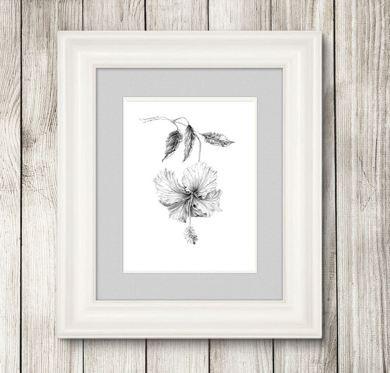 Hibiscus illustration pen and ink floral poster hibiscus ...