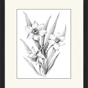 May include: A black and white pencil drawing of three white daffodils with green leaves.