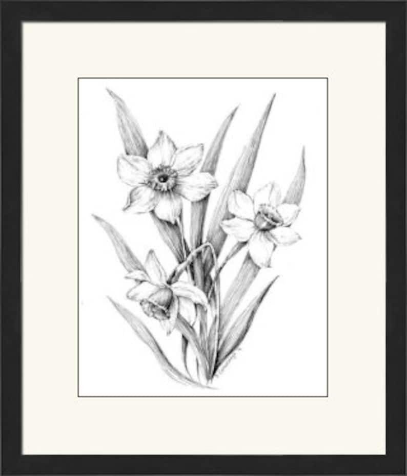 May include: A black and white pencil drawing of three white daffodils with green leaves.