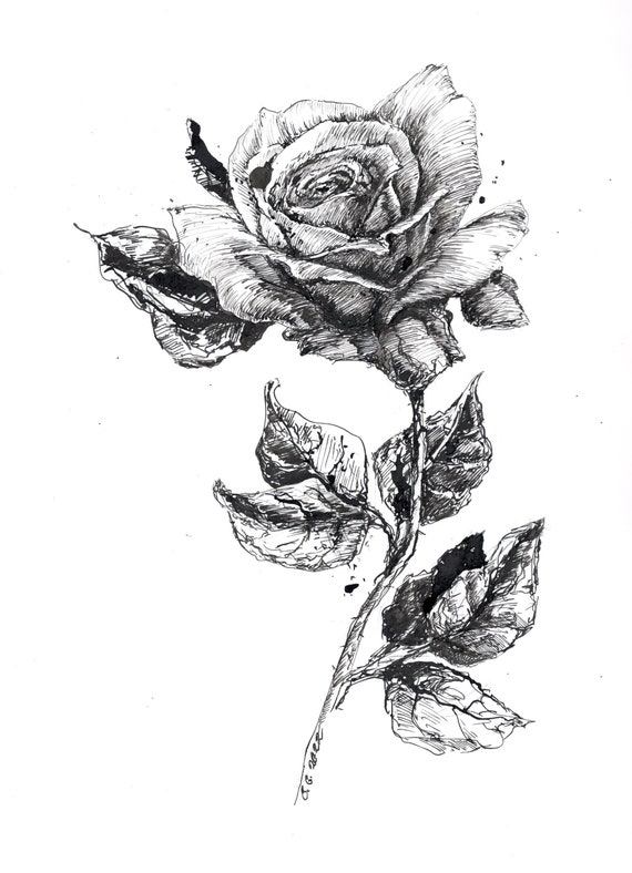Close-Up Rose sketch Poster by Katrina Gunn - Pixels