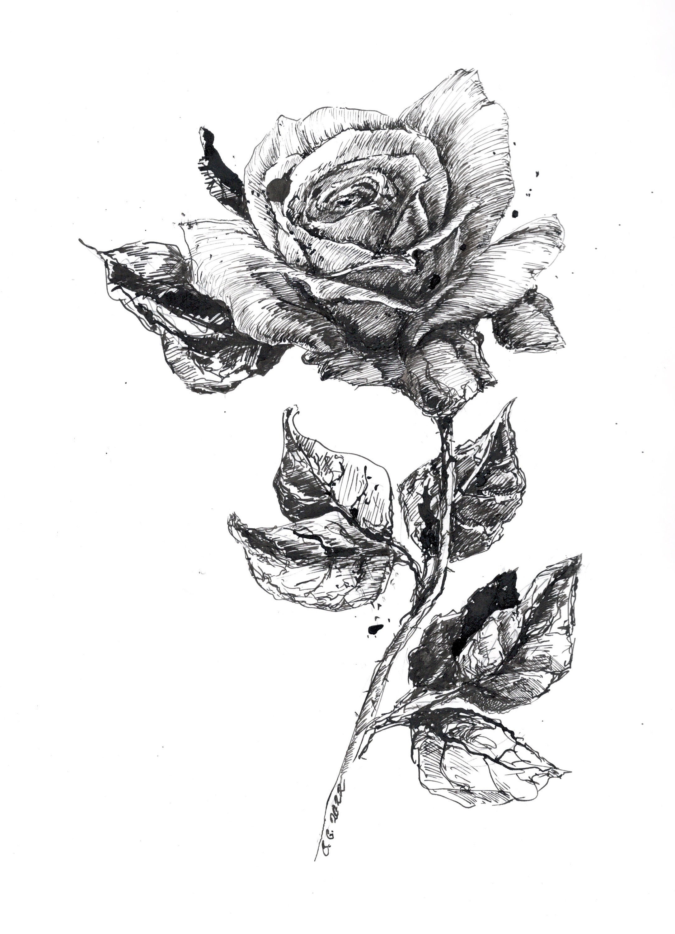 12 UNIQUE Rose Drawings Images (made by Hand)