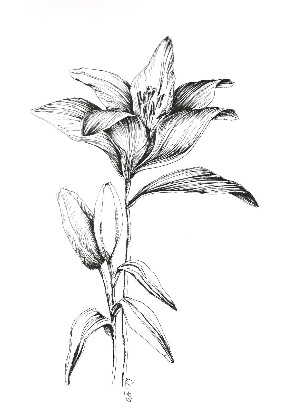 Lily Drawings In Black And White