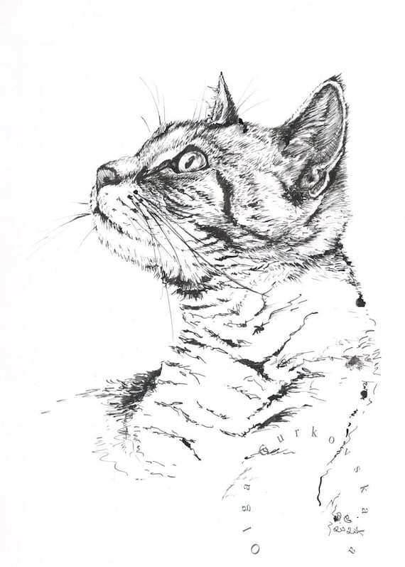 Wall Art Print | Vintage Cat Sketch | Abposters.com