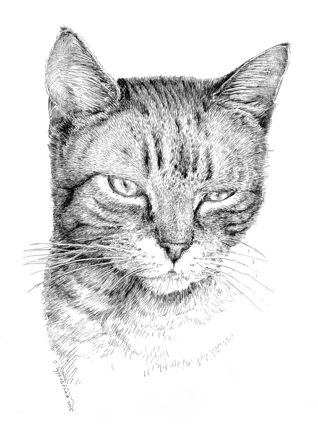 Tabby Cat Drawing, Black and White Art, Pen and Ink Print