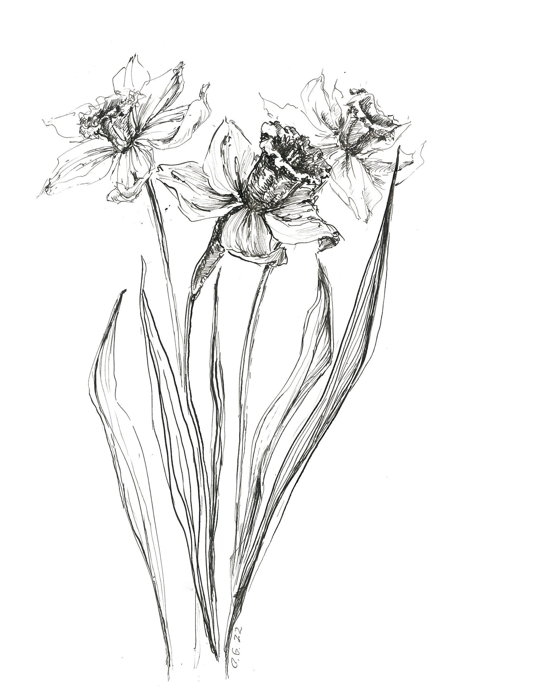 水仙の花、水仙の花、花のアートワーク、花の描画、花のスケッチ、花の