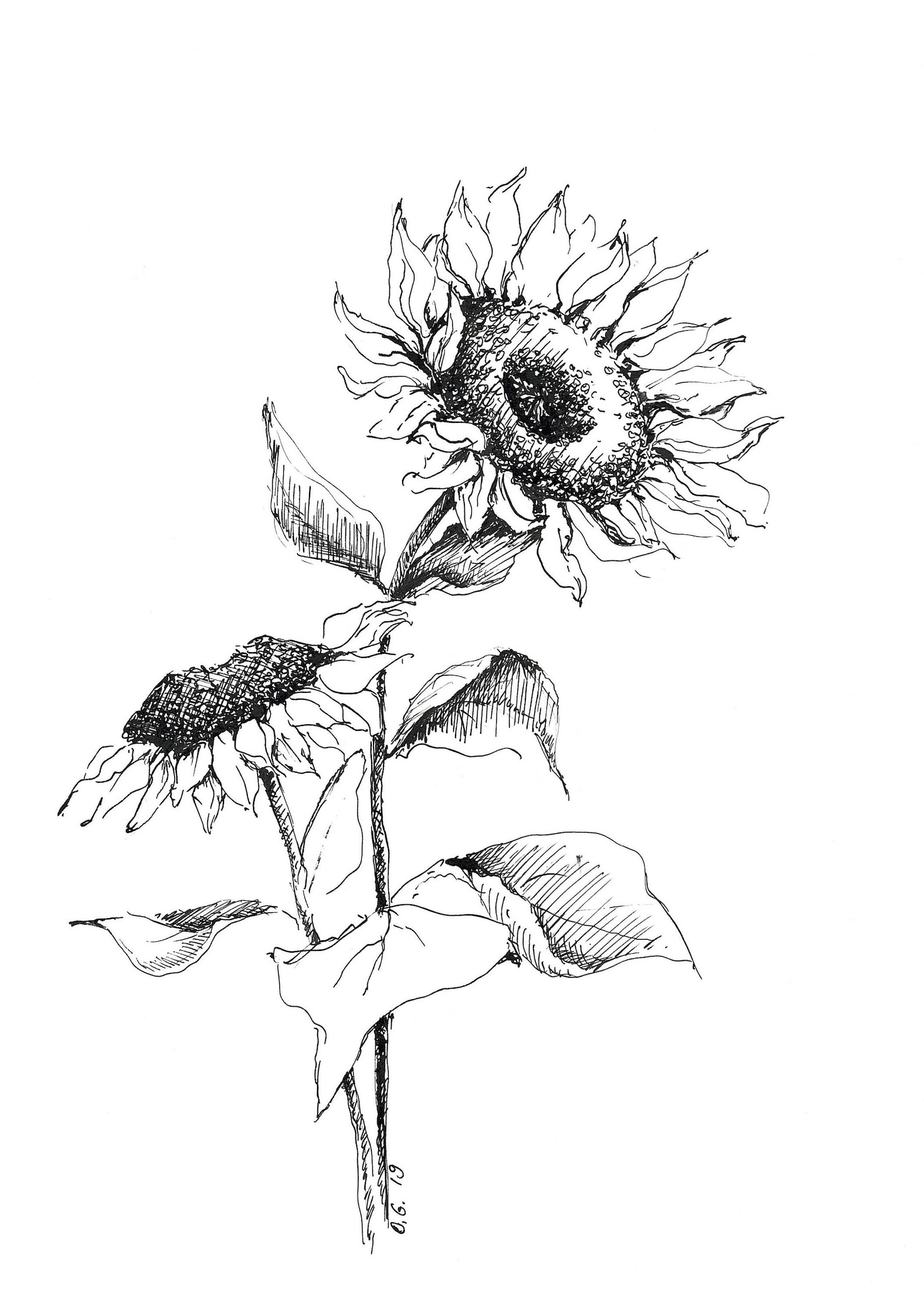 Sunflower Print, Sun Flower Drawing, Pen and Ink Art, Sunflower Art