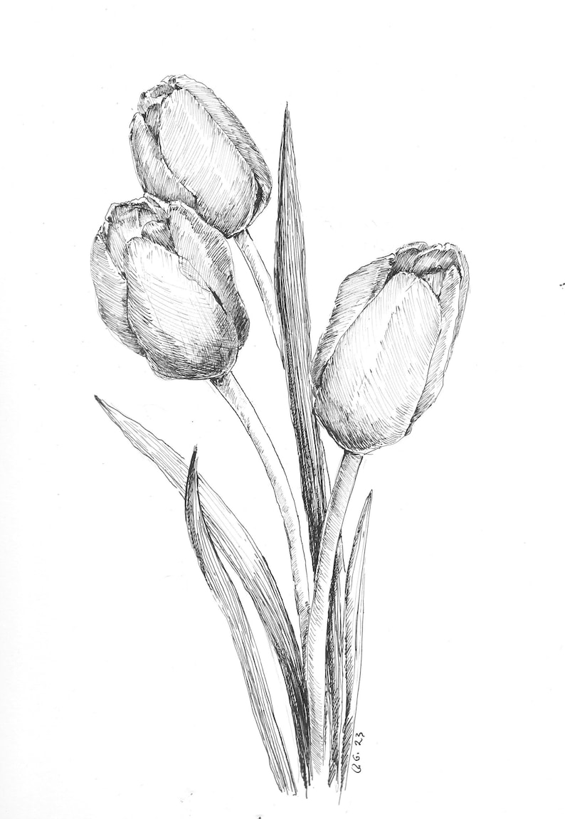 Tulips Pen Sketch, Tulip Flower, Original Pen Sketch, Flower Drawing ...