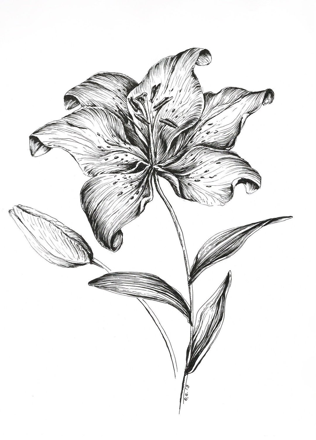 A flower sketch Royalty Free Vector Image - VectorStock