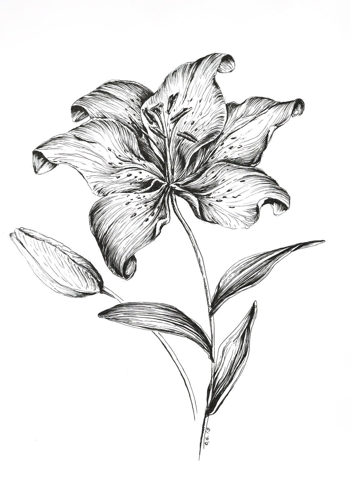 Lily Black And White Drawing