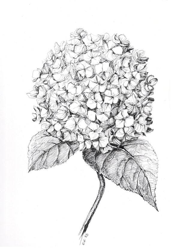 Hydrangea Sketch, Original Sketch, Pen and Ink Sketch, Black and White,  Hydrangea Flower, Hydrangea Art, Flower Drawing, Flower Artwork 